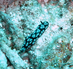 Phyllidiella
