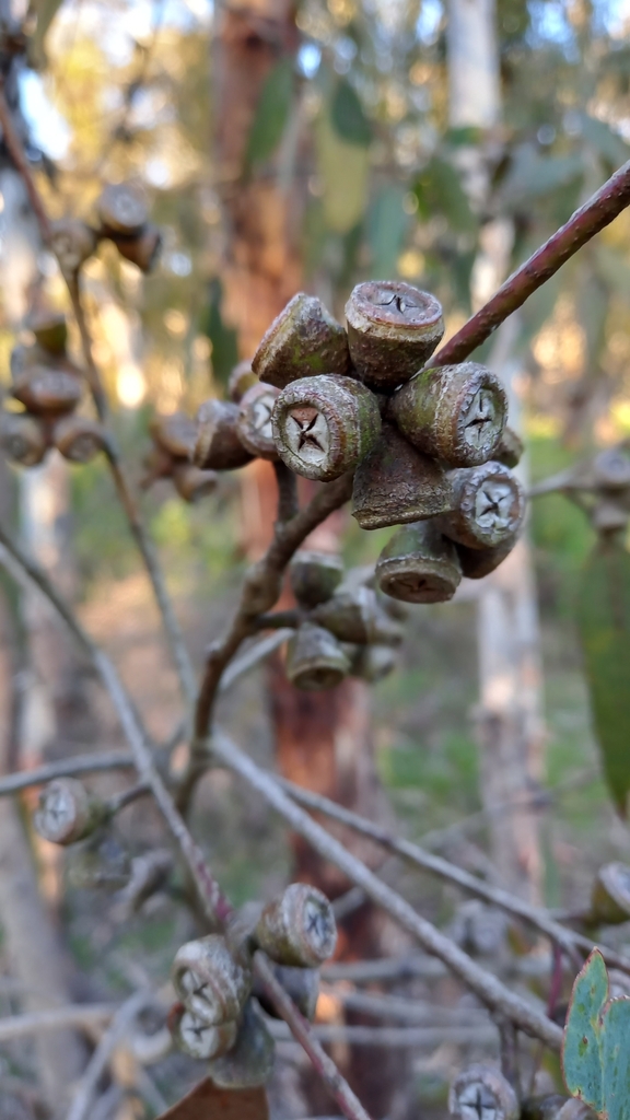 Eucalyptus paludicola Nicolle 3