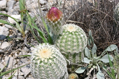 Echinocereus reichenbachii comanchensis