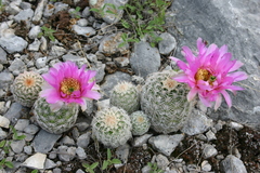 Echinocereus reichenbachii comanchensis
