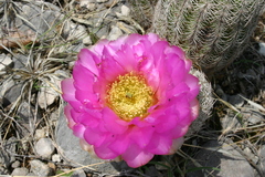 Echinocereus reichenbachii comanchensis