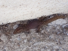 Sphaerodactylus