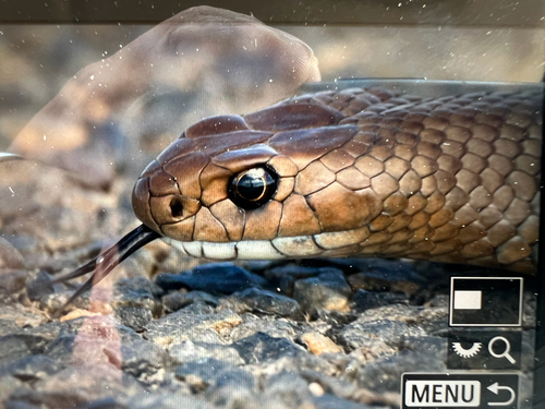 Eastern Brown Snake sighting