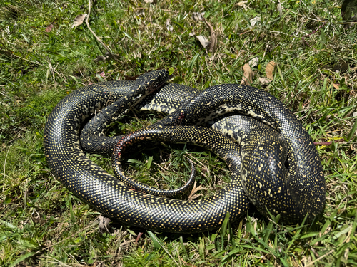 Diamond Python sighting