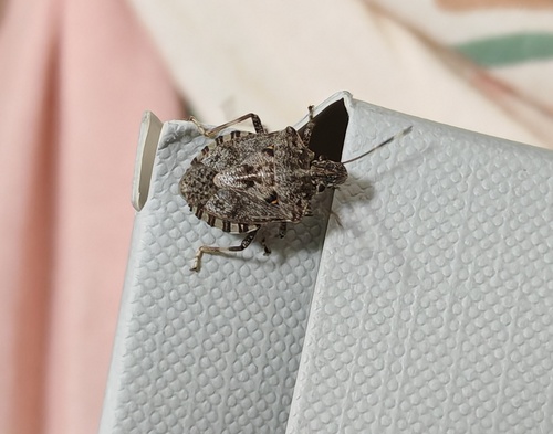 Brown Marmorated Stink Bug