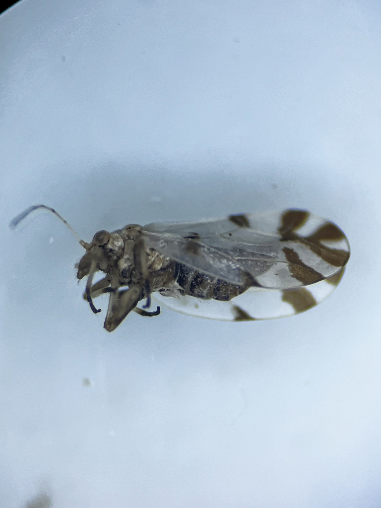 Livilla radiata