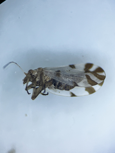Livilla radiata