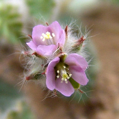 Monsonia heliotropioides