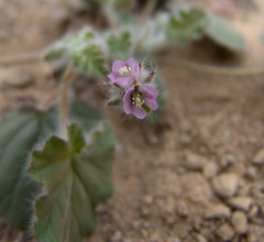 Monsonia heliotropioides