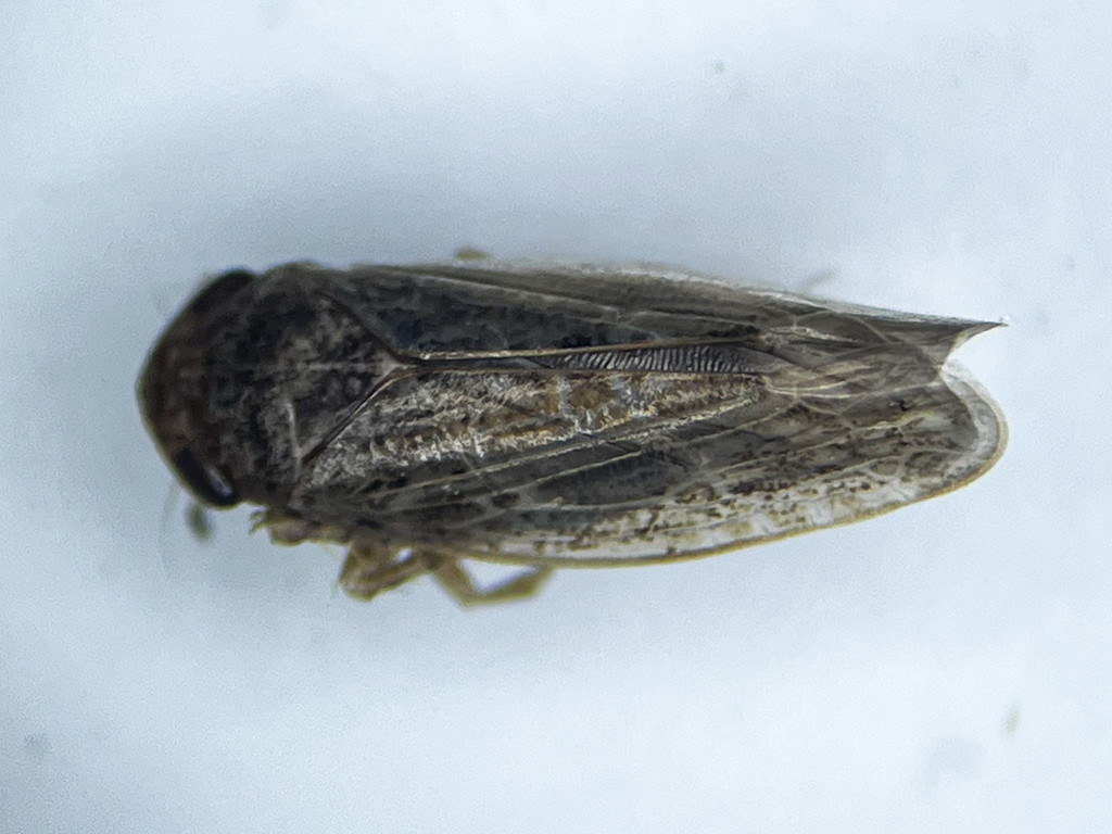 Allygidius commutatus