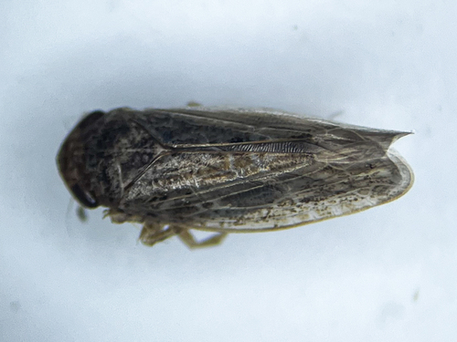 Allygidius commutatus