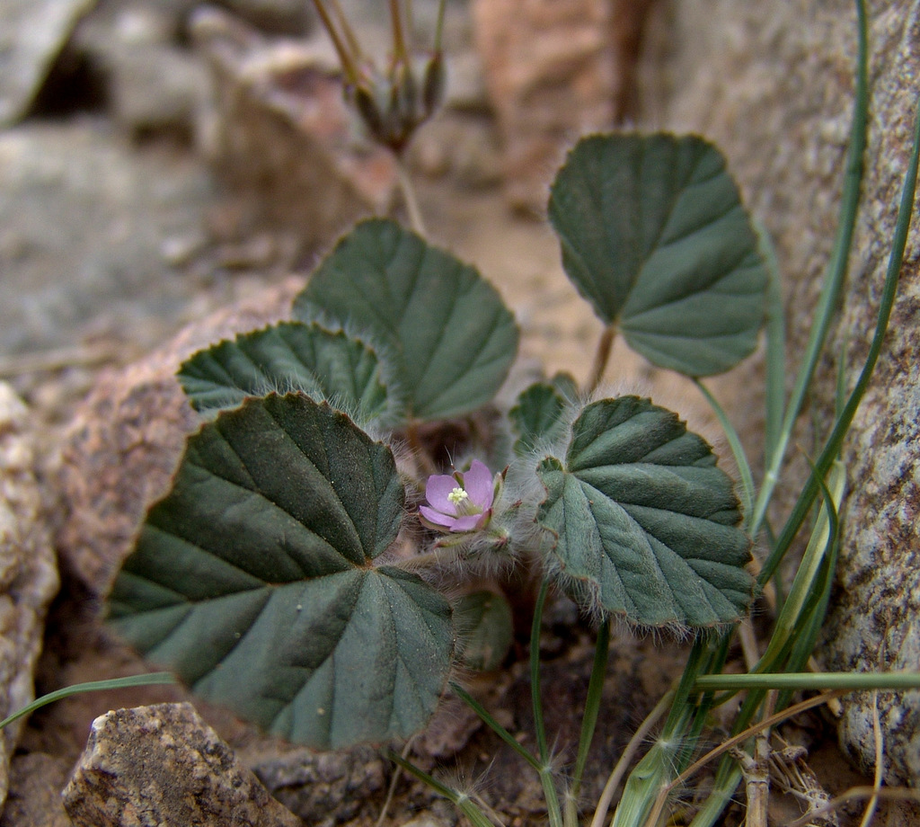 Monsonia heliotropioides