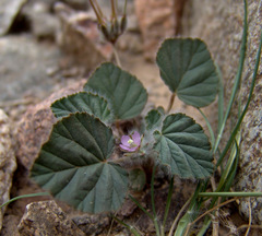 Monsonia heliotropioides