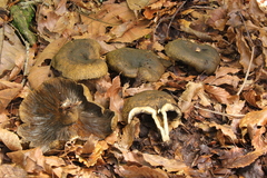 Lactarius atroviridis