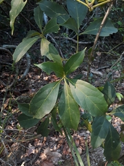 Cissus sterculiifolia