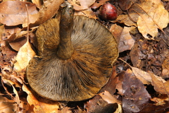 Lactarius atroviridis