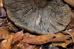 Lactarius atroviridis