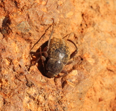 Tenebrionidae