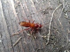 Sphictostethus nitidus