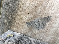 Crypsiphona tasmanica