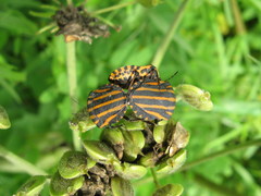 Graphosoma rubrolineatum