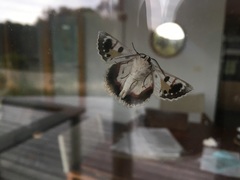 Crypsiphona tasmanica