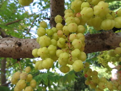Phyllanthus acidus