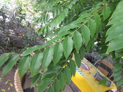 Phyllanthus acidus