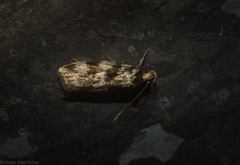 Barea eucapnodes