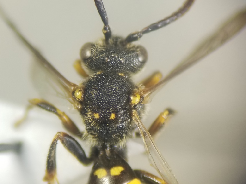 Nomada piccioliana