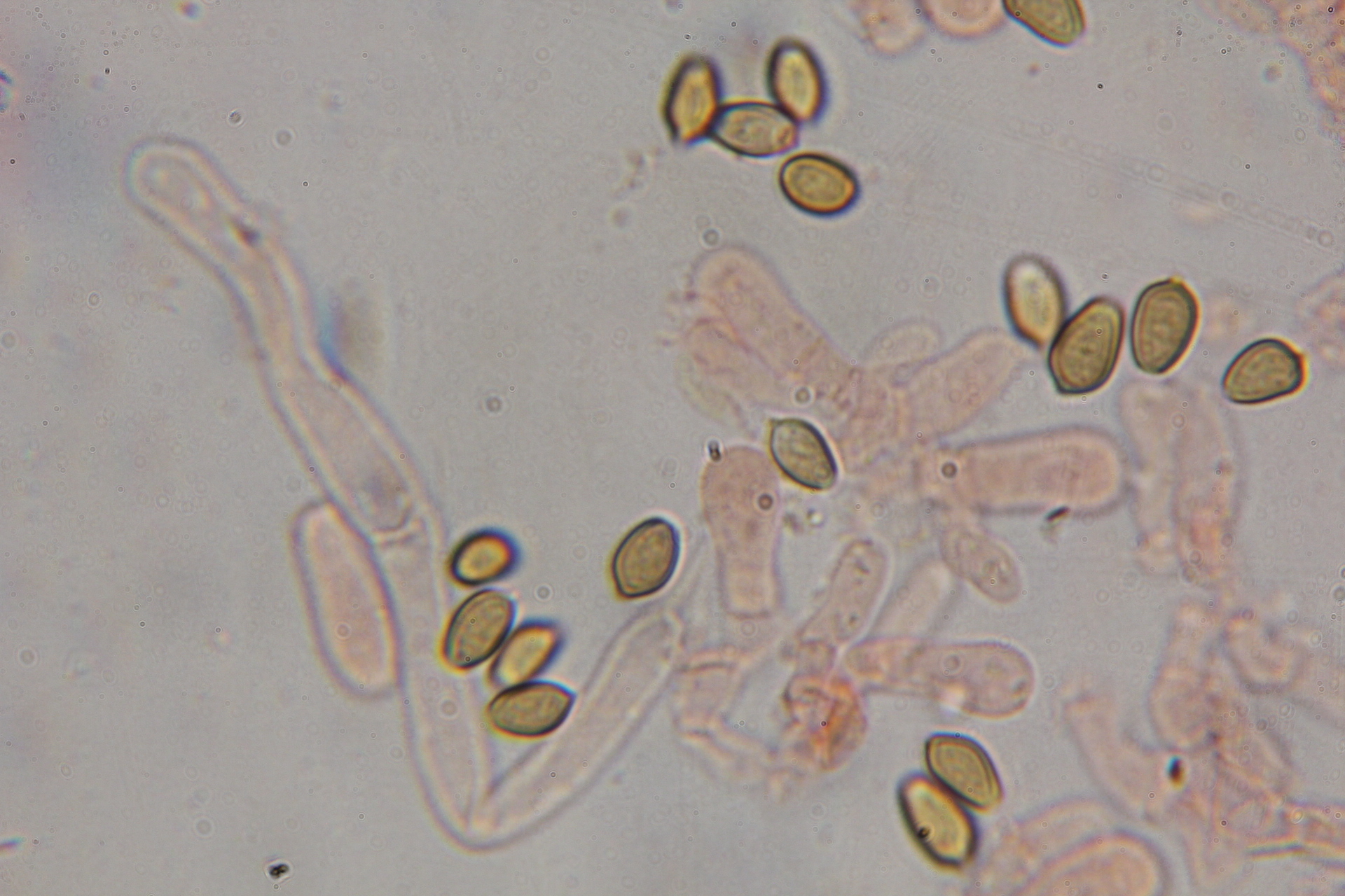 Psilocybe hoogshagenii image
