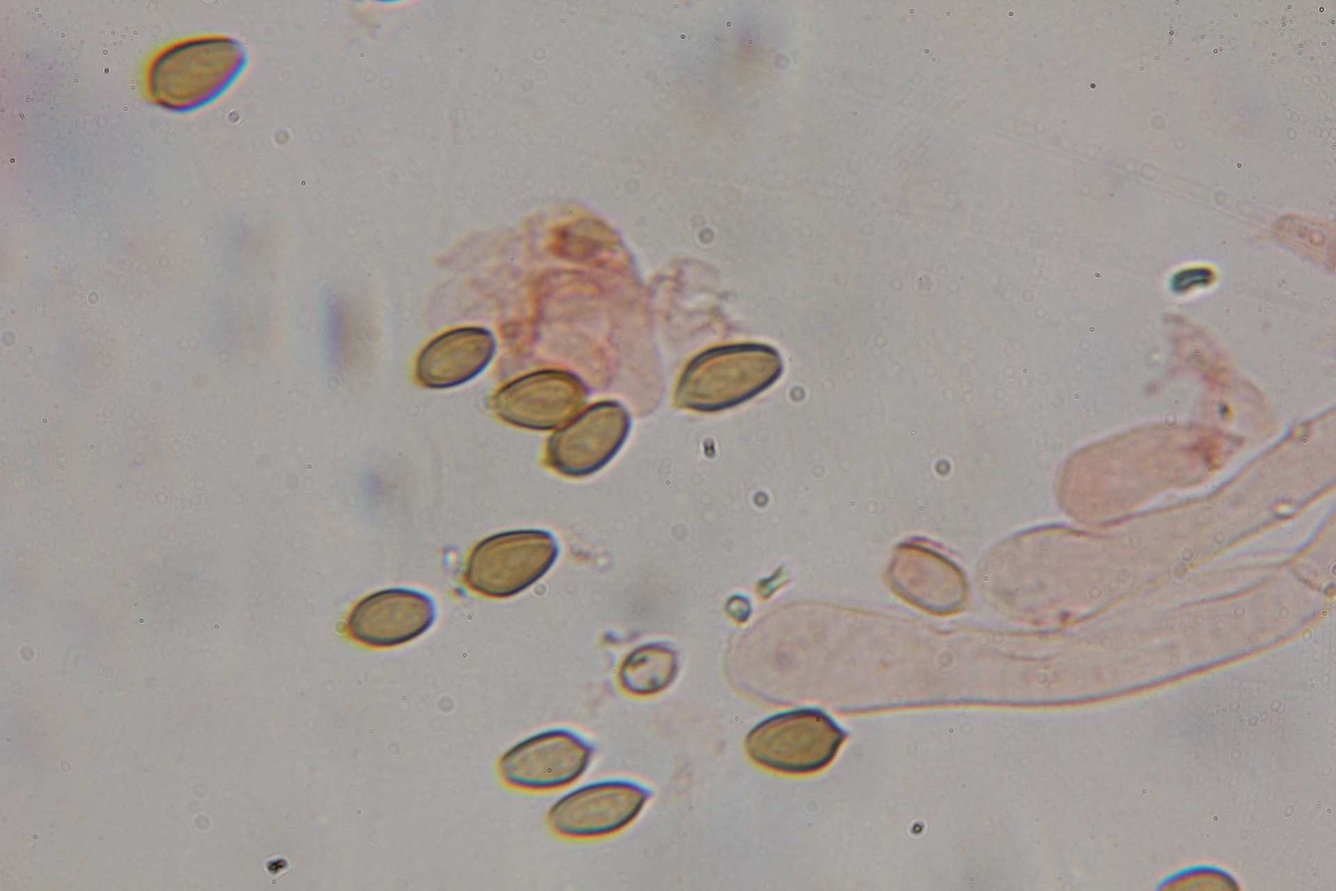 Psilocybe hoogshagenii image