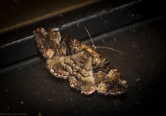 Aporoctena scierodes