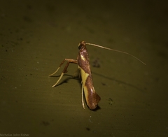 Caloptilia xanthopharella