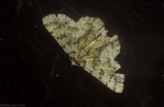 Aeolochroma hypochromaria