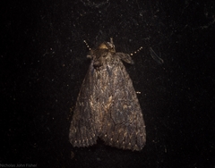 Crioa acronyctoides