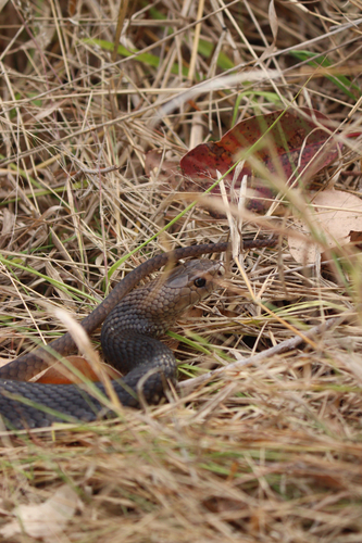 Eastern Brown Snake sighting