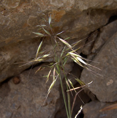 Arrhenatherum kotschyi