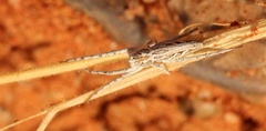 Oxyopes