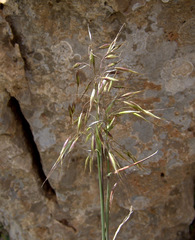 Arrhenatherum kotschyi