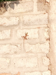Agama