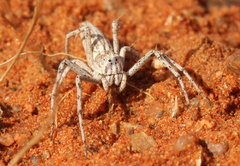 Oxyopes