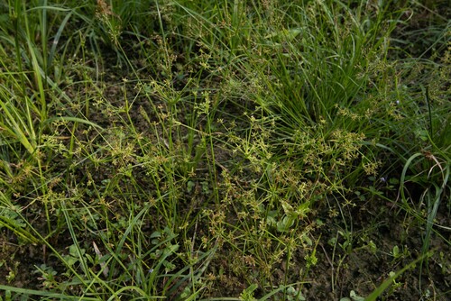 Cyperus tenuispica observed 2025-10-01
