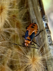 Oncopeltus aulicus