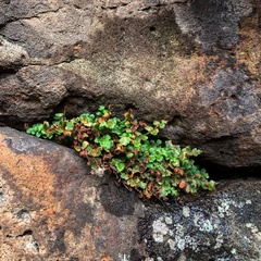 Asplenium subglandulosum