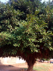 Magnoliopsida