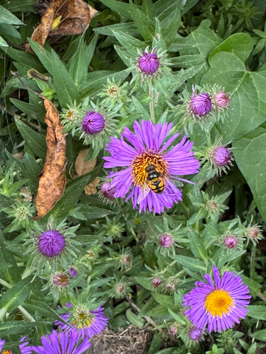 Unknown species found near Ontario Cir, Omaha, NE, US