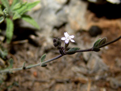 Bolanthus filicaulis
