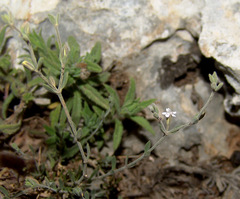 Bolanthus filicaulis