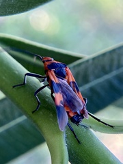 Oncopeltus aulicus